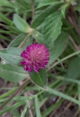 Gomphrena sonorae
