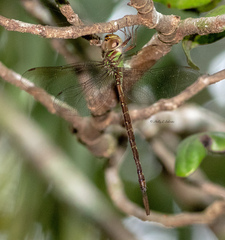 Triacanthagyna trifida