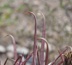 Ferocactus recurvus