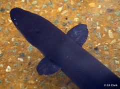 Anguilla dieffenbachii