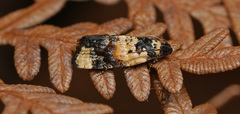 Cochylis