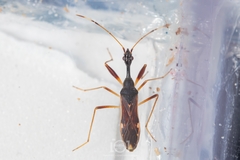 Myodocha annulicornis