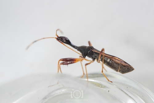 Banded Long-necked Seed Bug
