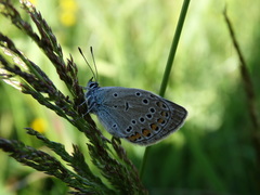 Polyommatus amandus