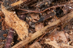 Myodocha annulicornis