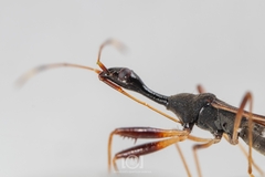 Myodocha annulicornis
