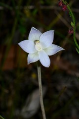 Thelymitra pallidiflora
