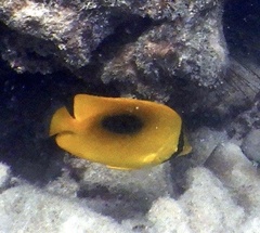 Chaetodon speculum