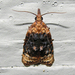 Black-shaded Platynota Moth - Photo (c) Roger Rittmaster, some rights reserved (CC BY-NC), uploaded by Roger Rittmaster