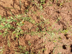 Evolvulus alsinoides