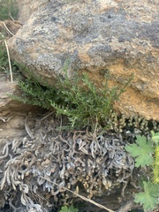 Cymopterus hendersonii