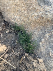 Cymopterus hendersonii
