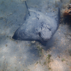 Myliobatis tenuicaudatus