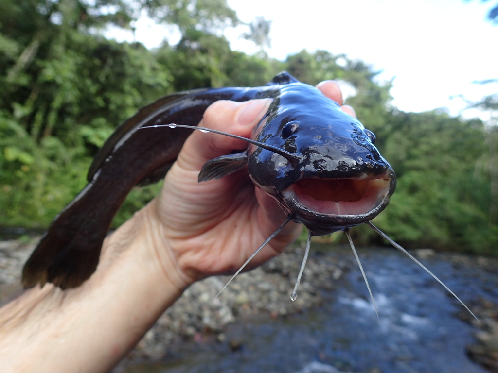 Dusky Three-Bearded Catfish