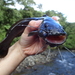 Dusky Three-bearded Catfish - Photo (c) Michael Verdirame, some rights reserved (CC BY-NC), uploaded by Michael Verdirame