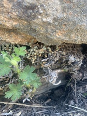 Selaginella watsonii