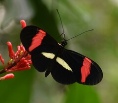 Heliconius