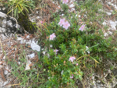 Rhodothamnus chamaecistus