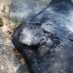 Myliobatis tenuicaudatus