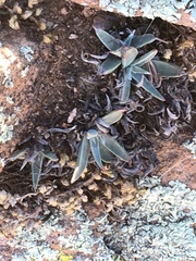 Dudleya saxosa