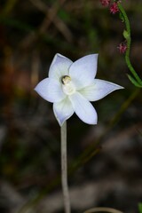 Thelymitra pallidiflora