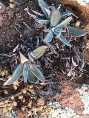 Dudleya saxosa