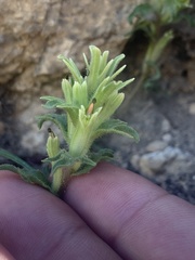 Castilleja nana