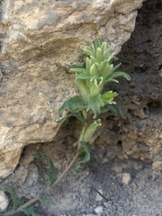 Castilleja nana
