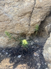Castilleja nana