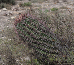 Ferocactus recurvus
