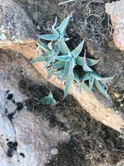 Dudleya saxosa