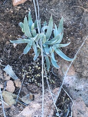 Dudleya saxosa