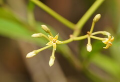 Parsonsia brownii