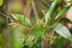 Parsonsia brownii