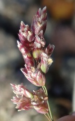 Poa abbreviata
