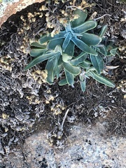 Dudleya saxosa