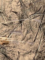 Cynodonteae