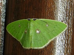 Comostola leucomerata