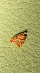 Lophopepla igniferella