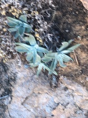 Dudleya saxosa