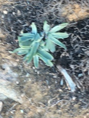Dudleya saxosa
