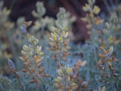 Lupinus dalesiae