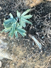 Dudleya saxosa