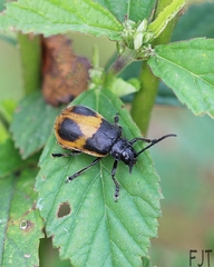 Monocesta ducalis