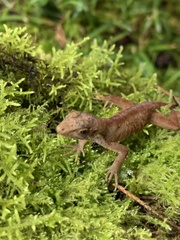 Anolis laeviventris
