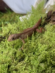 Anolis laeviventris