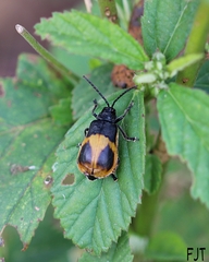 Monocesta ducalis