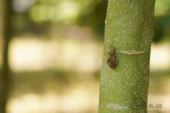 Pseudomictis distinctus