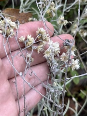 Pseudognaphalium beneolens
