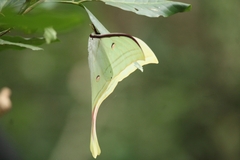Actias selene